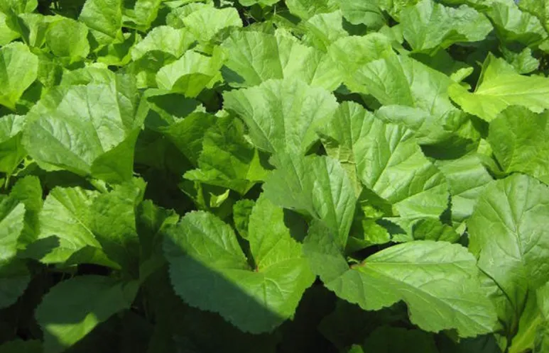 아욱 재배 텃밭 초보 직파 심기 병충해 적음_7