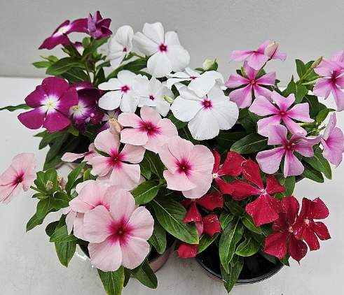 가을에 피는 꽃 종류 일일초