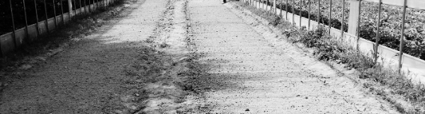 들깨 심는 방법: 밭 만들기