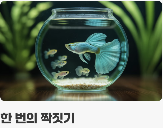 구피 키우기의 화룡점정, 폭풍 번식