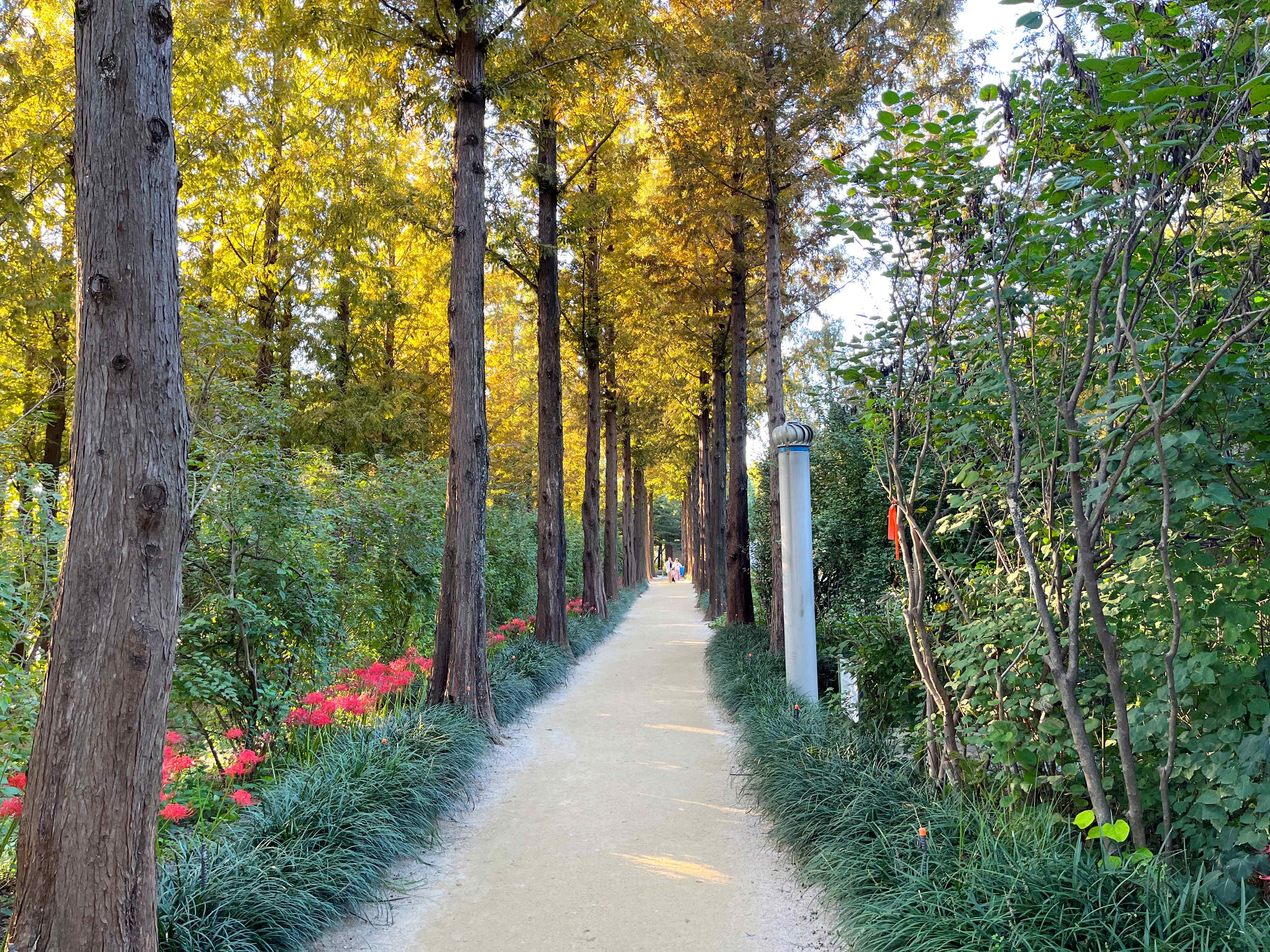 하늘공원 메타세쿼이아길 꽃무릇 시인의 거리