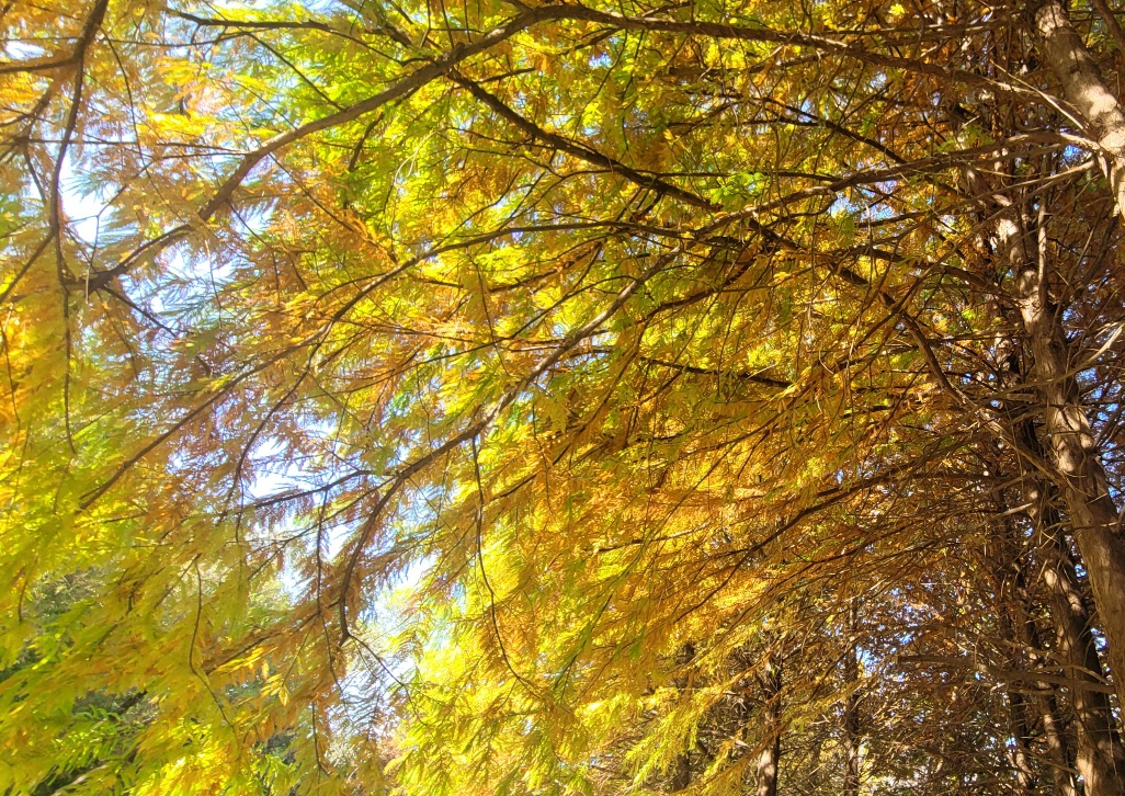 오산 물향기 수목원 가을