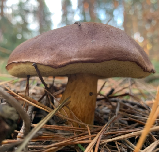 영지버섯 효능 부작용 먹는 방법