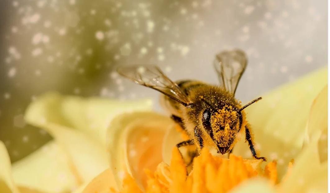 그린 프로폴리스