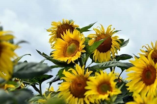 강주 해바라기 축제