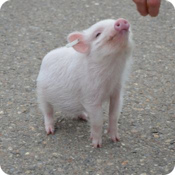 돼지꿈 꾸면 로또 재물과 행운을 부르는 돼지 꿈해몽 총정리