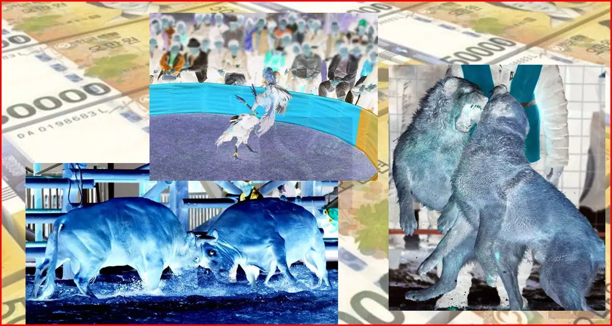 싸워야만 하는 동물들