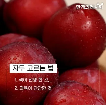 자두 보관법 수확시기 효능 자두청 만들기_30