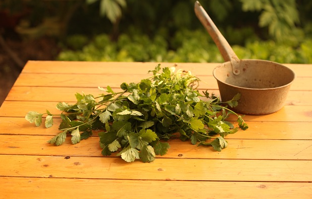 치료의 기원 (고대 기술, 약초, 발전사)