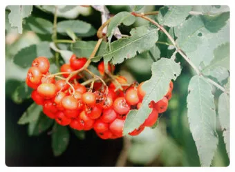 마가목 열매 효능 먹는 법 부작용 포함 10가지 정리_20