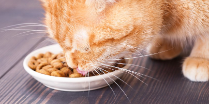 밥을 먹고 있는 갈색 호랑이 고양이.