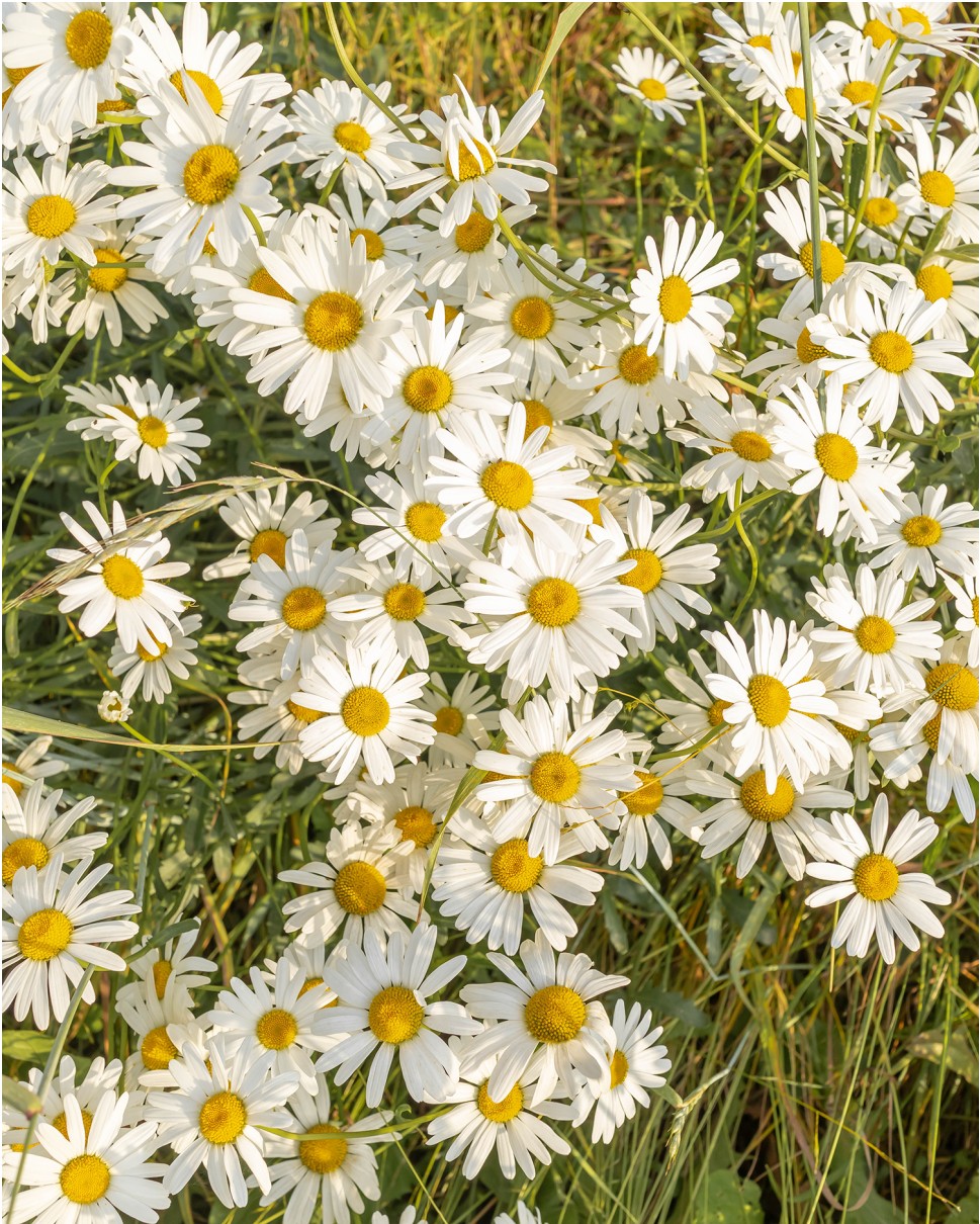 부안-샤스타데이지-사진