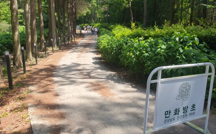 만화방초 수국1