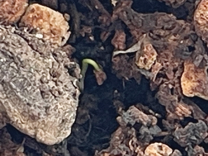 10월5일-블루베리-발아