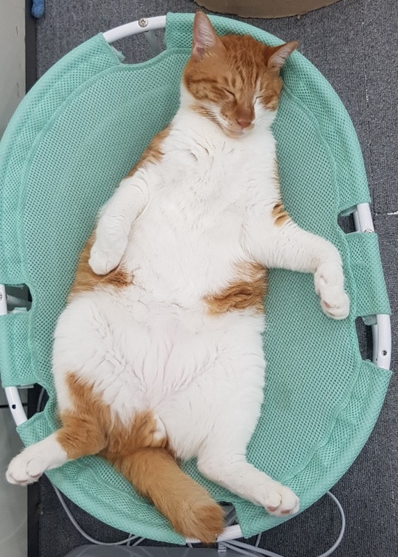 고양이 입양시 필요한 물품