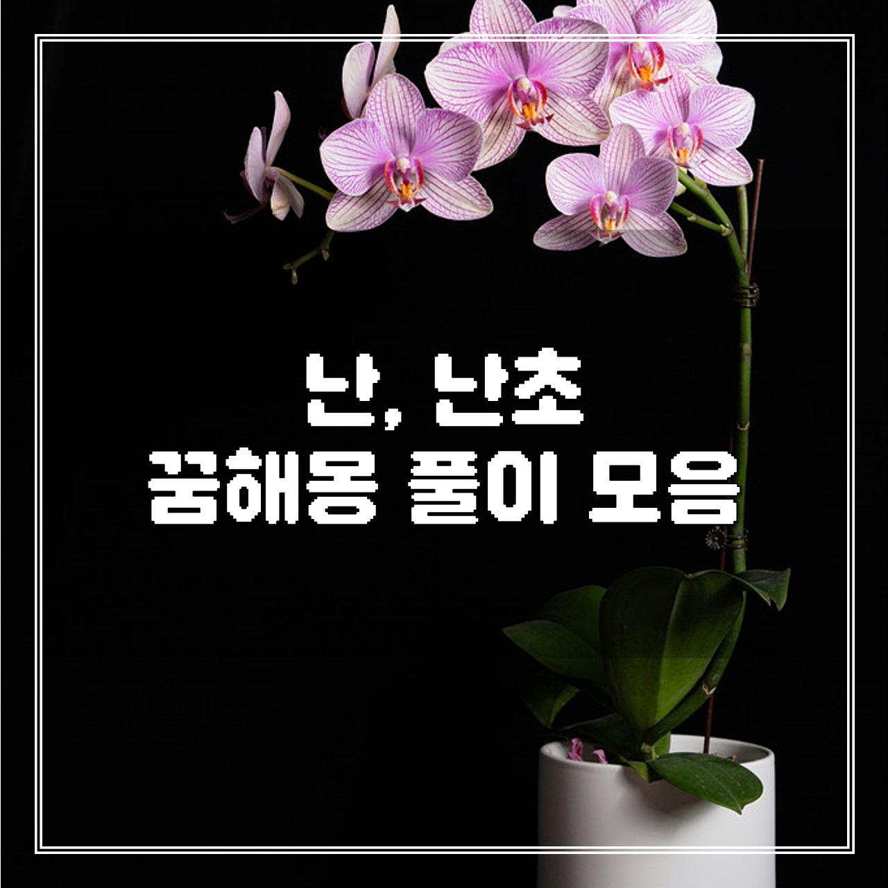 난, 난초 꿈, 꿈해몽 풀이 모음 썸네일