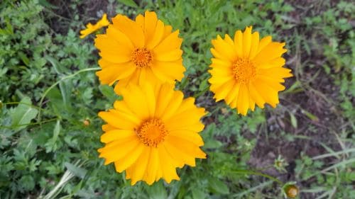 금계국-금계화-생태특징-개화시기-꽃말