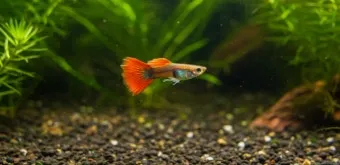 구피 키우기와 건강하게 번식시키는 팁_20