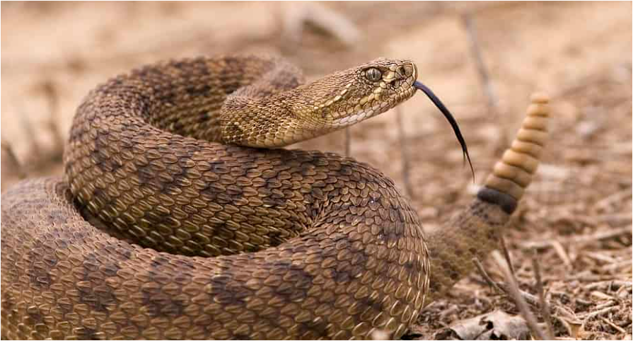 방울뱀-크기-종류2