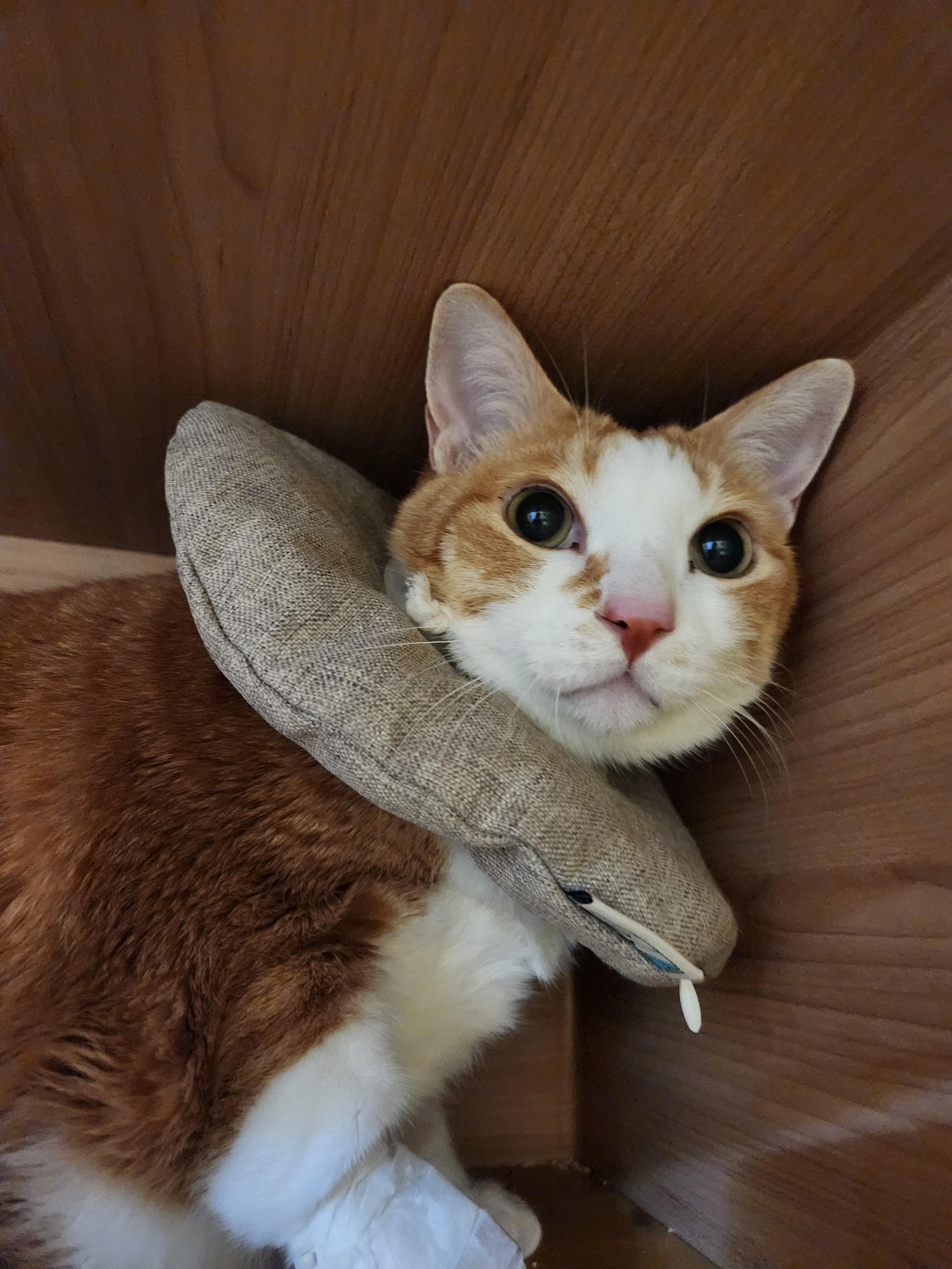 입원한_호야_고양이_담관염_췌장염_19