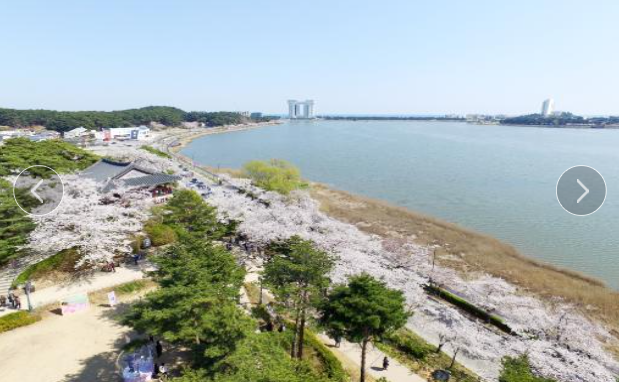  강릉 벚꽃축제 일정