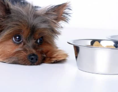 강아지 중성화 수술 후 관리법 [금식&amp;#44; 산책&amp;#44; 목욕]