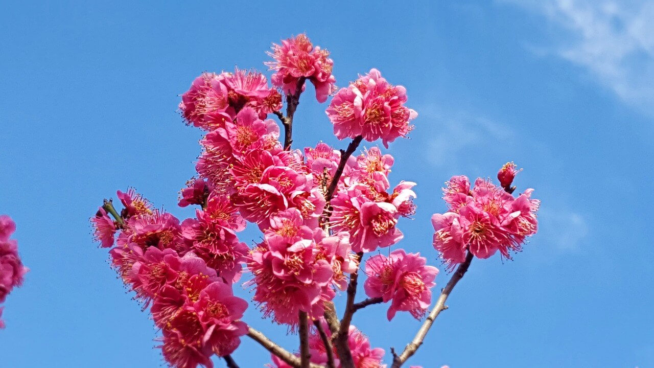 꽃놀이 명소 Best 5 추천