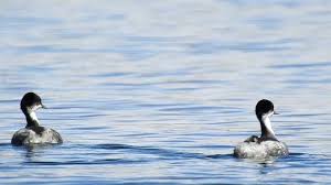 후닌 논병아리 행동 고정화 실패 사례와 전환 불가능 구간 분석