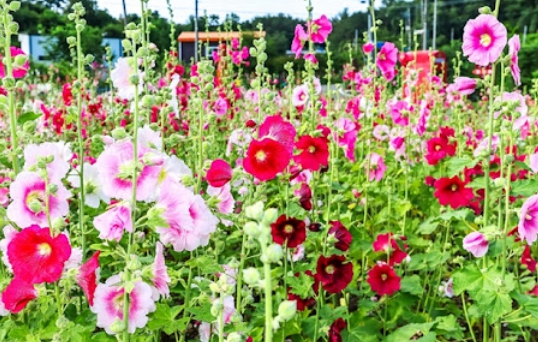 가을에 피는 꽃 종류 접시꽃