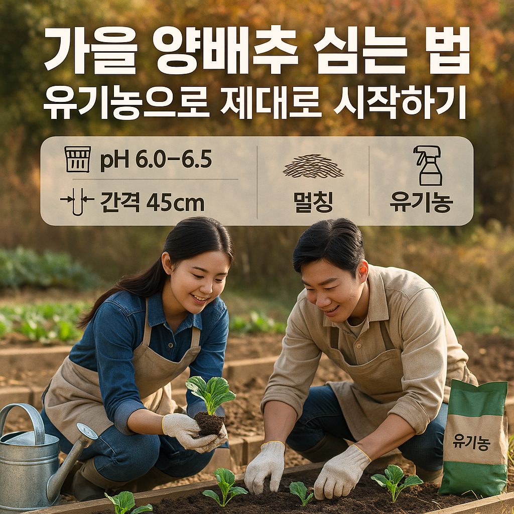 가을 양배추 심는 법, 유기농으로 제대로 시작하기