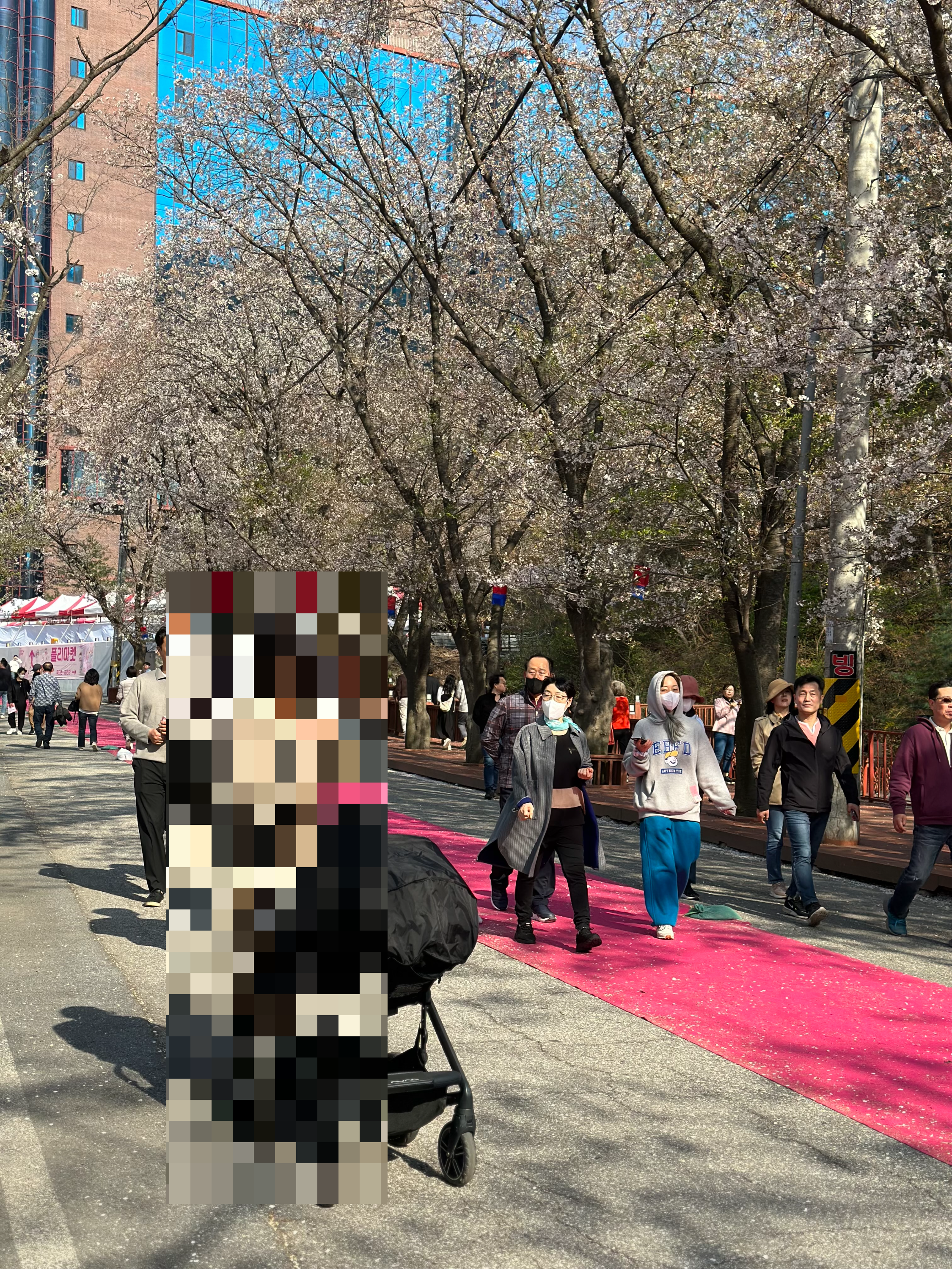 벚꽃 개화시기 2024 및 축제 일정