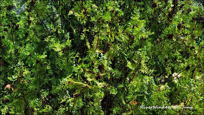 측백나무 열매(柏子仁)