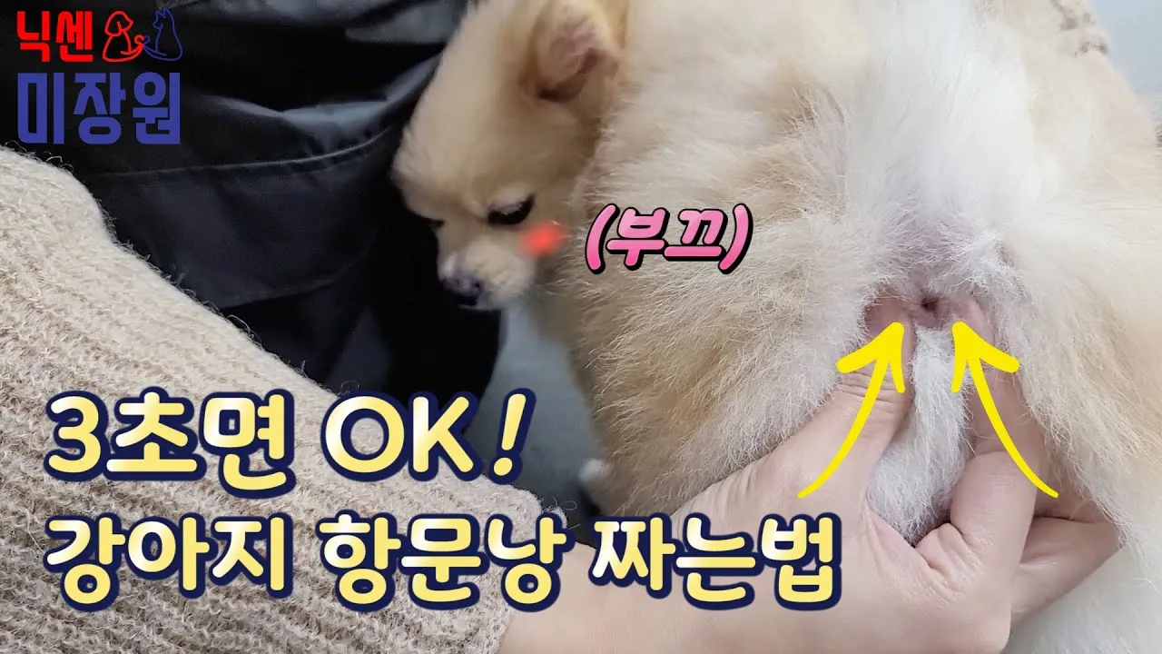 강아지 항문낭 안전하게 짜는 방법과 관리 요령_2