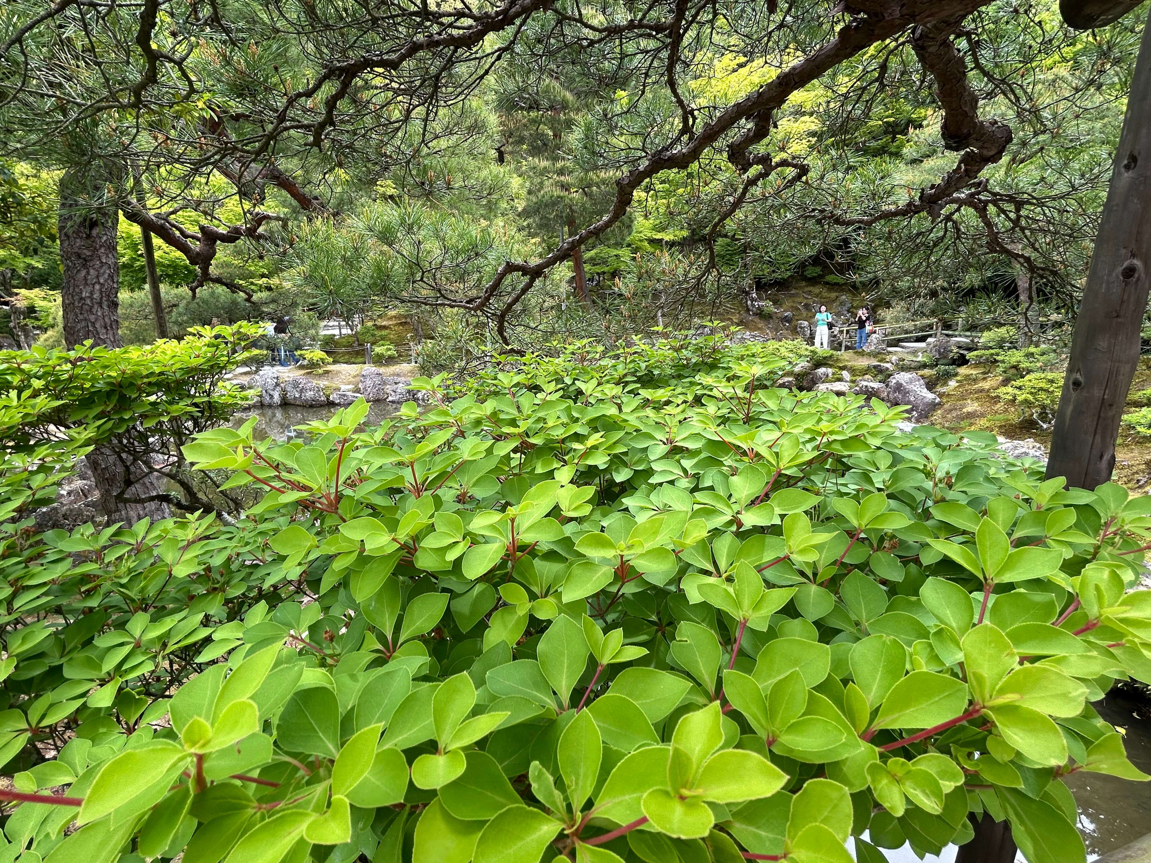 교토 3박4일 여행코스 실제 후기｜가와라마치 숙소&amp;#44; 맛집&amp;#44; 기요미즈데라 일정 관련사진