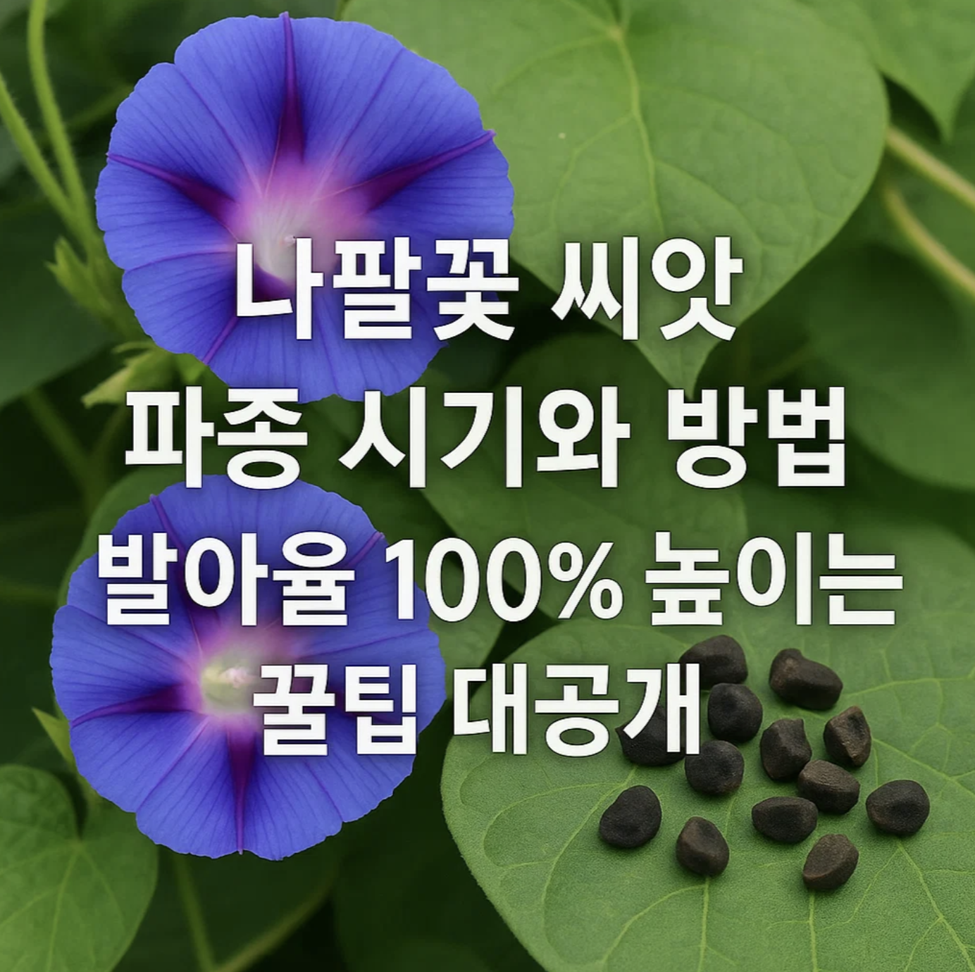 나팔꽃 씨앗 파종 시기와 방법, 발아율 100% 높이는 꿀팁 대공개