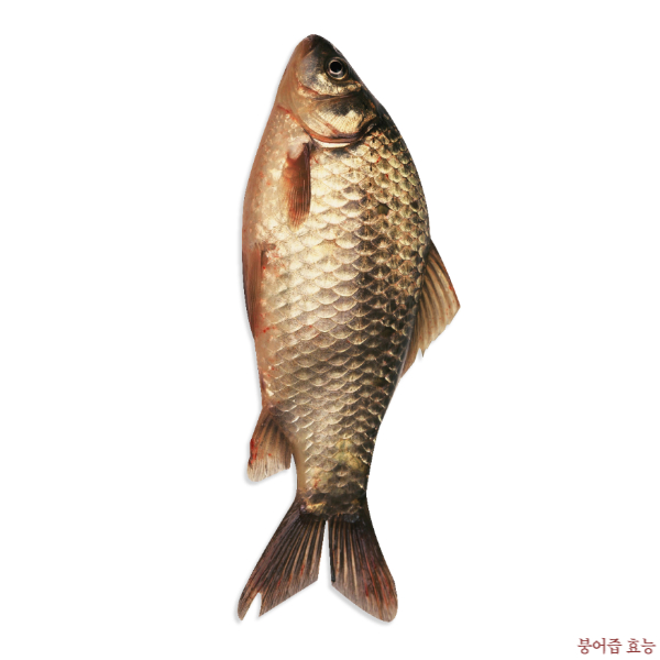 붕어즙 효능 부작용 알고 드세요!