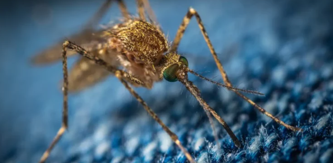 일본뇌염 모기에 물리지 않는 법