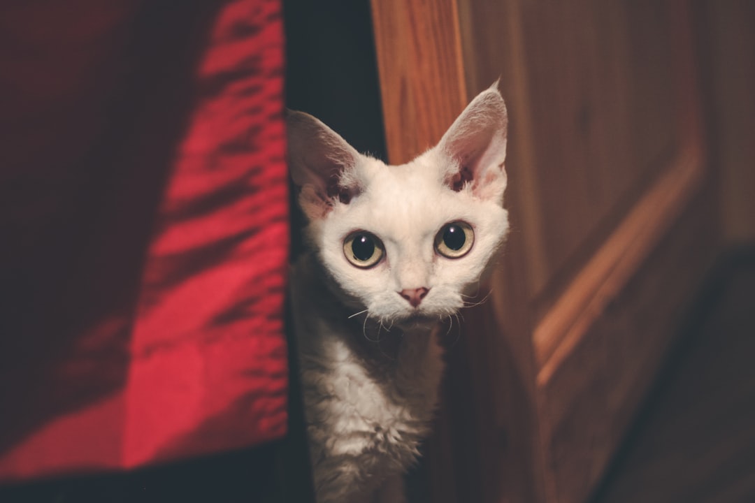 'Cat'
