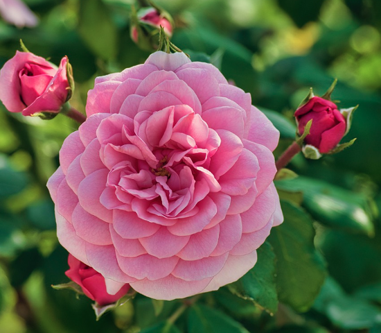 2025 중랑 서울장미축제