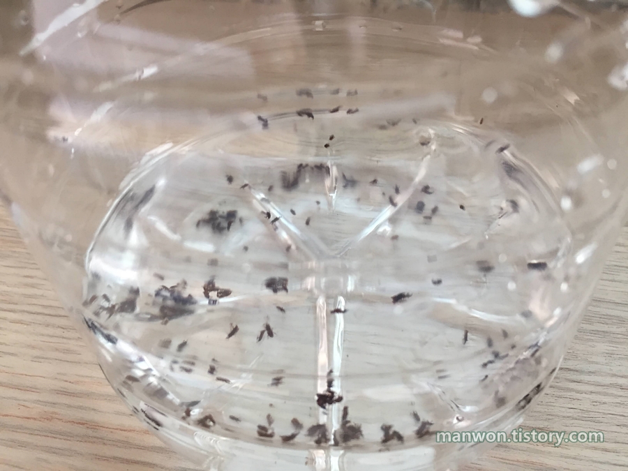 페트병에 물을 채운 후 거기에도 쌀벌레를 집어 넣었다.