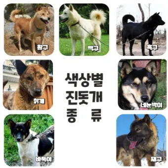 진돗개 입양 까다로울까 성격 수명 특성 총정리 모음집_10
