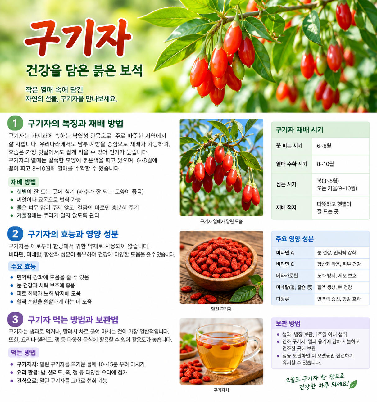 구기자 재배 방법과 효능, 수확 시기와 먹는 방법