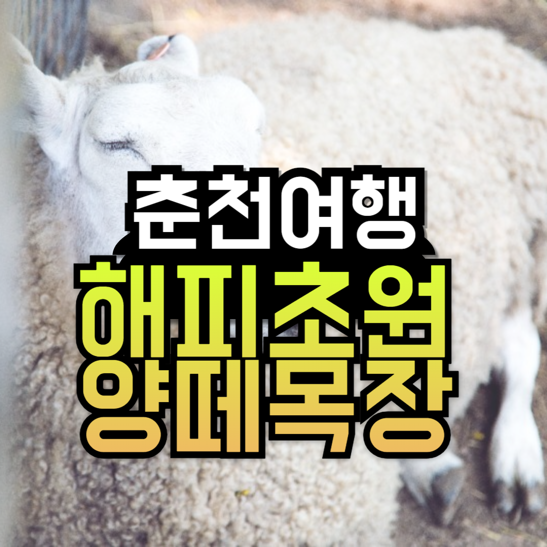 춘천 해피초원목장 아이랑 가볼만한곳