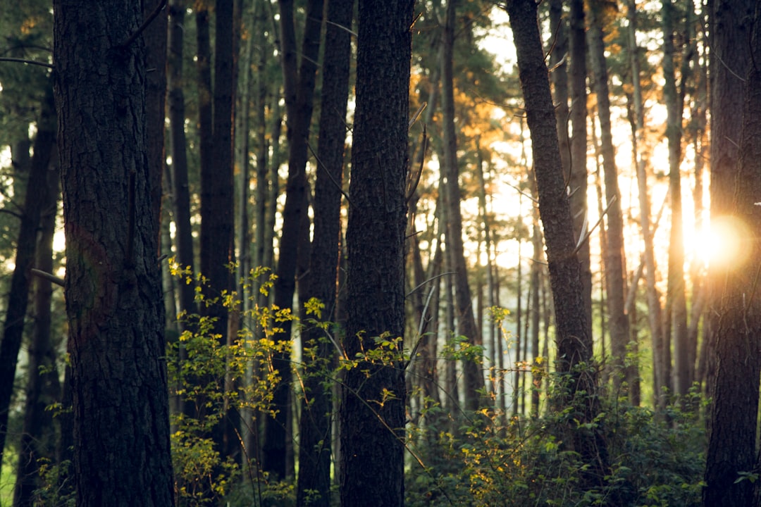 Environment