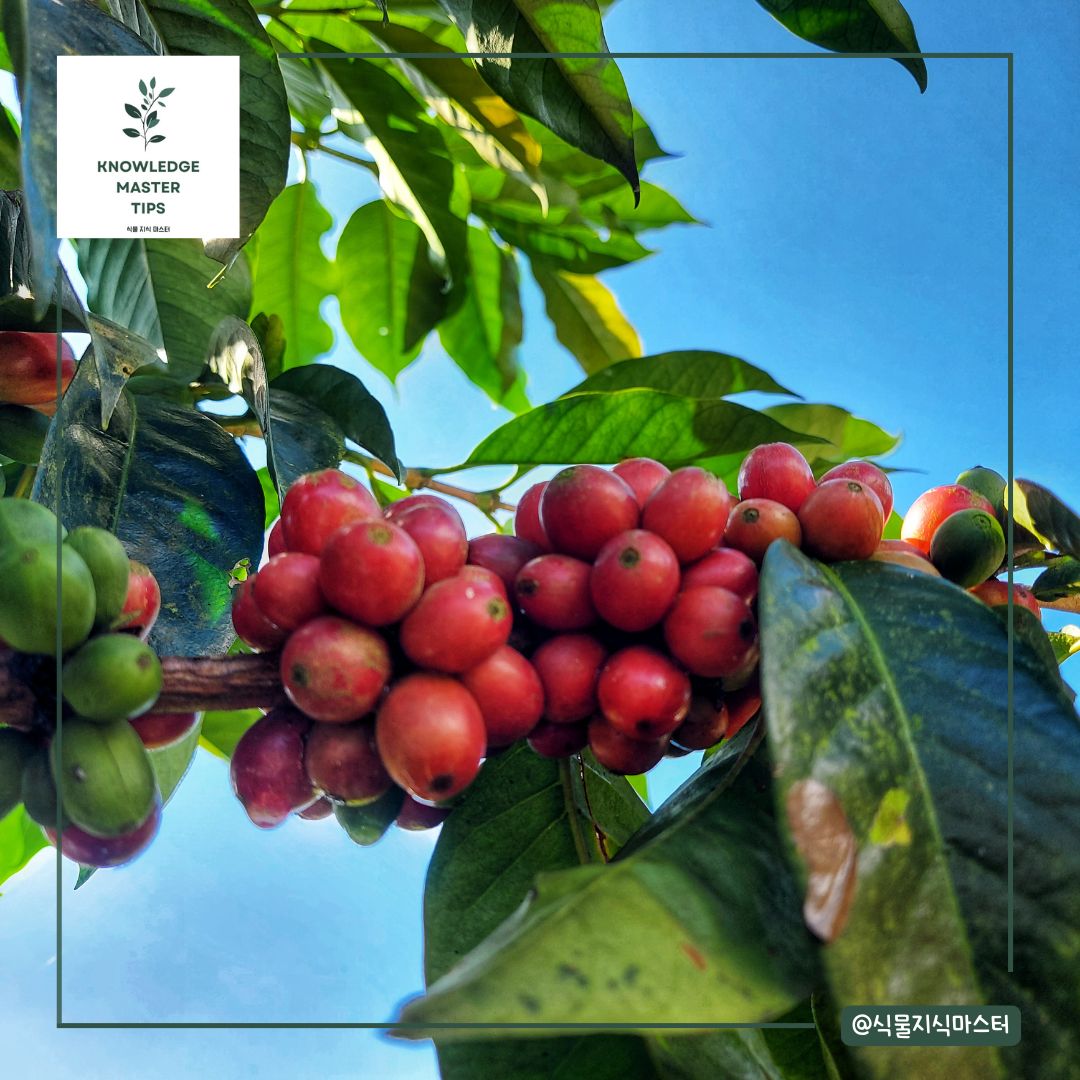 커피나무 키우기 - 열매가 안 열릴 때