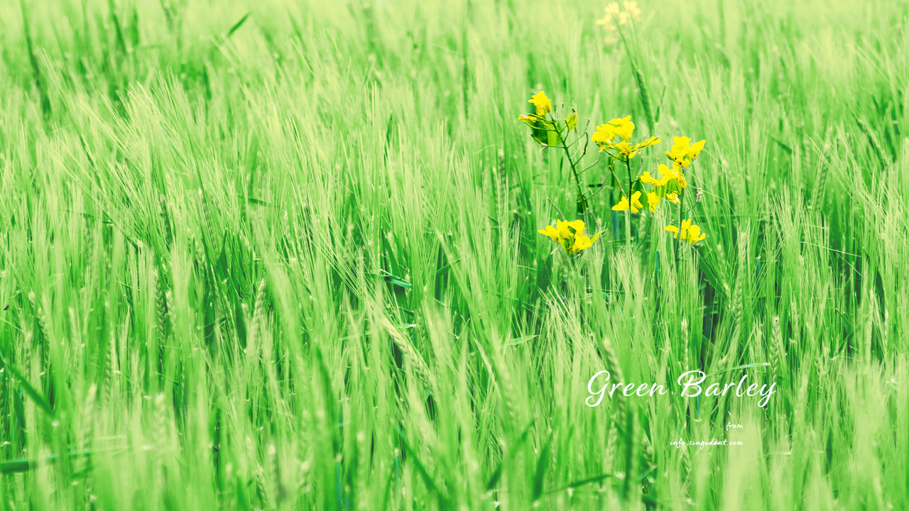 09 청보리밭에 핀 노란꽃 C - Green Barley 봄배경화면