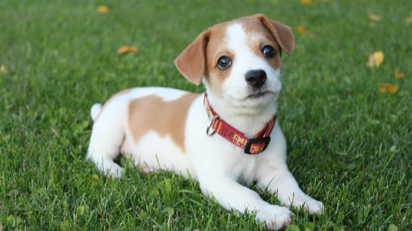 잔디밭위의 강아지