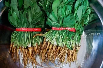 고들빼기 김치 맛나게 담는법 초보도 쉽게 따라하는 집밥 비법에 대한 절임비율_10