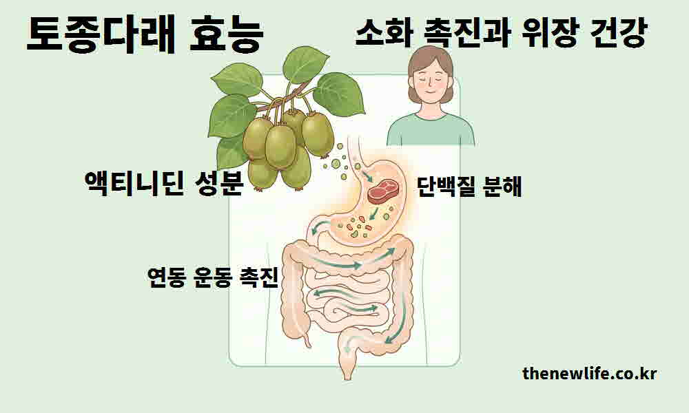 토종다래 효능 소화 촉진 위장 건강