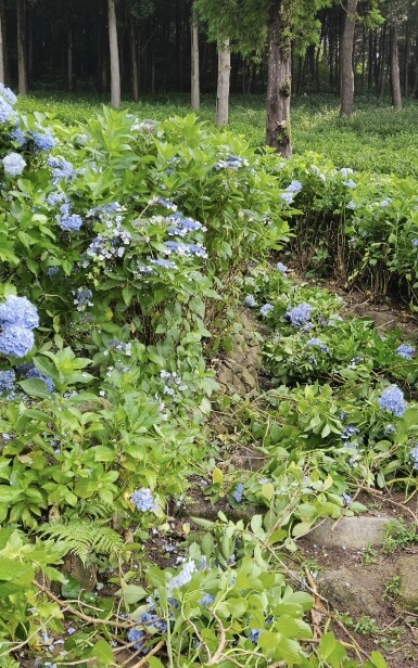 수국사찰 용문사 수국축제